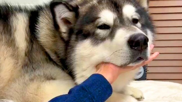 手を伸ばしたら、超大型犬があごを乗せ…まさかの『人間の手を信用しすぎている光景』が2万5000いいね「可愛すぎる」「眠いのかな」と大反響(ブログ)