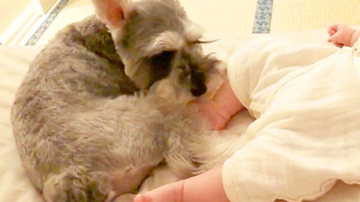 赤ちゃんに泣きながら蹴りを入れられたら、犬が…想像以上な『ベビーシッターをする光景』が5万再生「一生蹴られてて草」「子守りえらい」(ブログ)