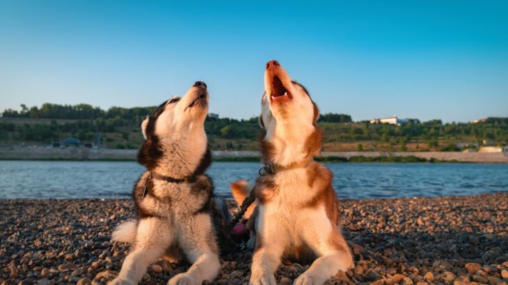 犬の『吠え癖』を事前に防ぐ飼い方とは？吠えるようになってしまう要因や注意点まで(ブログ)