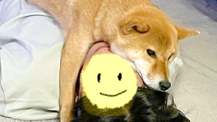 お父さんが転がっていたら、犬が…見事選ばれた『まさかの寝場所』に5万いいね集まる「極上毛布」「仕留められてて草」ツッコミと絶賛の声続々(ブログ)