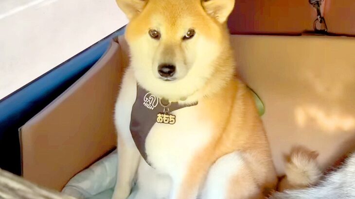 リフトに乗ろうとしたら、一緒にいた犬が…衝撃の展開に『思わず落胆する光景』が20万再生「悲壮感漂ってて草」「しょんぼり顔可愛いｗ」と爆笑(ブログ)