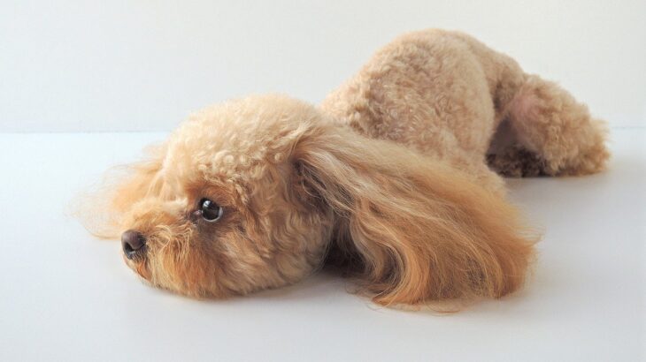 犬が『便秘』になっているときのサイン4選　動物病院へ連れて行くべき症状とは？(ブログ)
