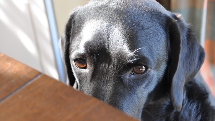 犬が『嫉妬』してるときにみせるサイン5選　ヤキモチを焼いてしまう要因や注意点まで(ブログ)