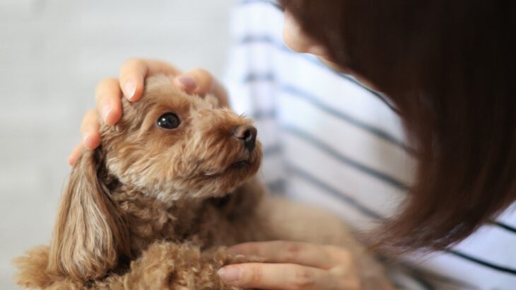 犬が人の顔をジッと見てくる3つの理由　そこに隠された心理まで徹底解説(ブログ)