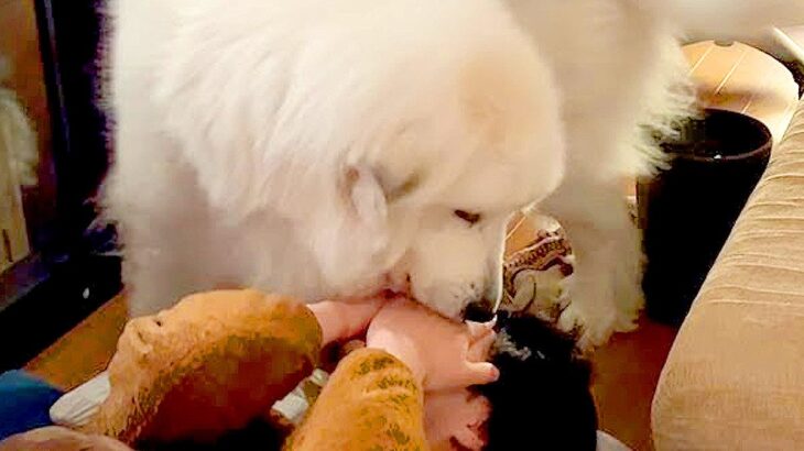 人間が『超大型犬の奴隷になった』結果…献身的すぎる1日が微笑ましいと15万再生「愛が溢れぎてるｗ」「端々に感じる主の変態感」と絶賛(ブログ)