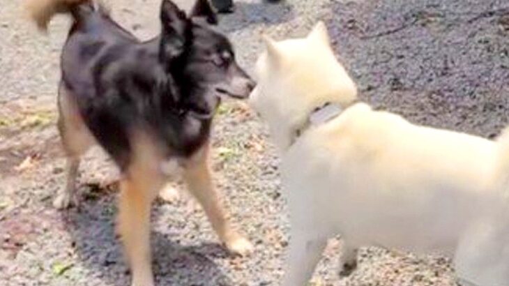 お互いが好きすぎる2匹の犬が『再会を果たした』瞬間…嬉しすぎて見せた『感動的な光景』が22万再生「動物にも友情がある」「素敵」と絶賛(ブログ)
