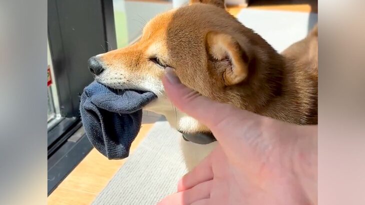 犬に靴下を盗られてしまったので取り返そうとした結果…可愛すぎる『ふたりの攻防戦』が16万再生「うちも一緒ｗ」「可愛い挑発」共感と絶賛の声(ブログ)