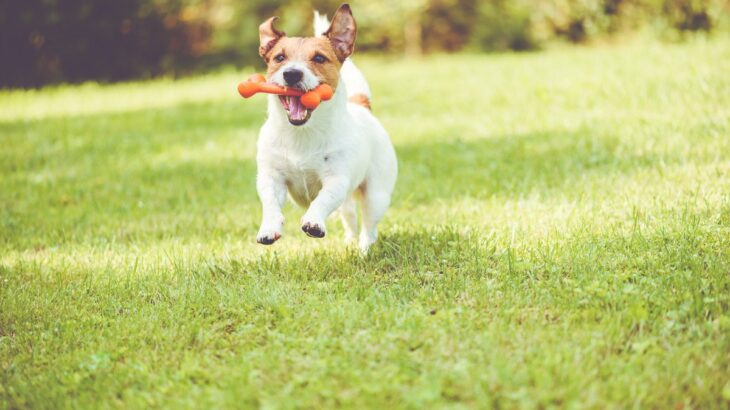 犬にカルシウムが必要不可欠な3つの理由　愛犬の成長にあわせた与え方や注意点を解説(ブログ)