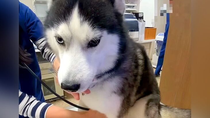 大型犬を病院へ→『注射される』と気付いてしまった結果…まさかの『心臓の音が聞こえないほど震える光景』が12万再生「ビビリアンハスキーｗ」(ブログ)