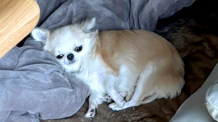 掃除機をかけていたら、犬が…想像以上だった『まさかの貫禄』がカッコよすぎると1万いいね「かわいいｗ」「音しないのかな？」と反響(ブログ)