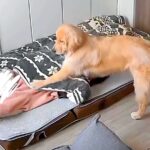 早朝、大型犬が『早く起きて！』と急かすので起きた結果…嘘のような『まさかの結末』が48万再生「自己中すぎて草」「親の気持ち子知らず」(ブログ)