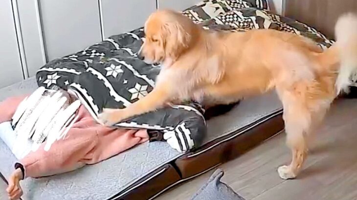早朝、大型犬が『早く起きて！』と急かすので起きた結果…嘘のような『まさかの結末』が48万再生「自己中すぎて草」「親の気持ち子知らず」(ブログ)