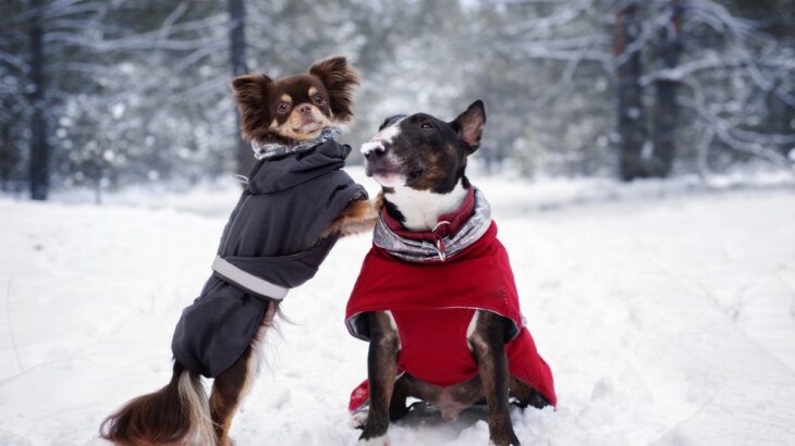 愛犬が冬を快適に過ごすためにできること2つ　理解しておきたい対策の必要性からNG行為まで解説(ブログ)