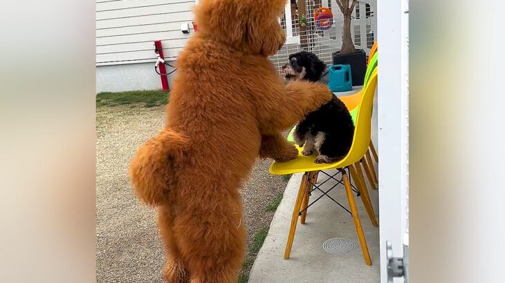 赤ちゃんの頃から仲良しな超大型犬と小型犬…数年後、まさかの『体重差が５倍』になる光景が95万再生「自分の大きさわかってないｗ」「可愛い」(ブログ)