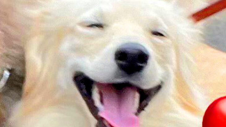 初めてペットホテルに犬を預けて『寂しくて鳴いているかも…』と思っていたら→まさかすぎる結末が483万表示「大物で草」「まさにリア獣ｗ」(ブログ)