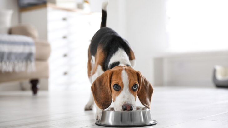 犬の『食べ過ぎ』サイン3選　主な原因や急な食欲増加が体に及ぼす悪影響まで(ブログ)