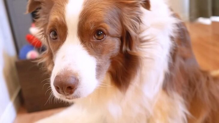 犬の元気が突然なくなったので心配していたら…『まさかの理由』にニヤケが止まらないと27万再生「可愛くて仕方ないｗ」「ママの愛が凄い」(ブログ)