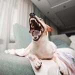 犬が夜中になると暴れてしまう理由5つ　可能性のある病気から対処法まで(ブログ)
