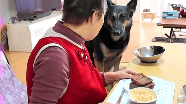 朝、実家のおばあちゃんに大型犬を預けた結果…ランチタイムで見せた『まさかの光景』が9万再生「本当の孫みたい」「最高に癒される」と大絶賛(ブログ)