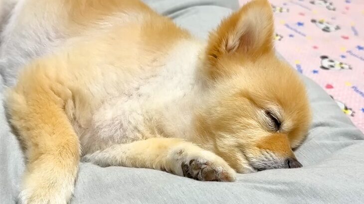 『9年間、犬と毎日一緒の布団で寝た』結果…眠る前にする『尊すぎる行動』が88万再生「本当の子供みたい」「寝顔が最高すぎる…」と悶絶の声(ブログ)