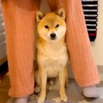 ママが体調不良になったら、犬が心配して…まさかの『守るような行動』が泣けるほど健気だと13万再生「優しすぎて涙出る」「愛おしい…」と絶賛(ブログ)