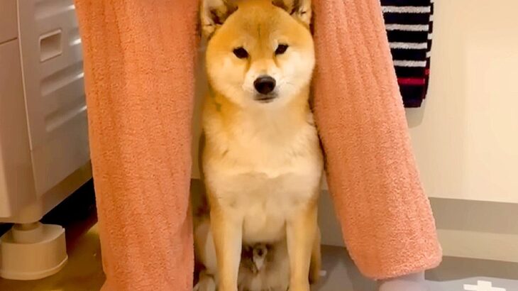 ママが体調不良になったら、犬が心配して…まさかの『守るような行動』が泣けるほど健気だと13万再生「優しすぎて涙出る」「愛おしい…」と絶賛(ブログ)