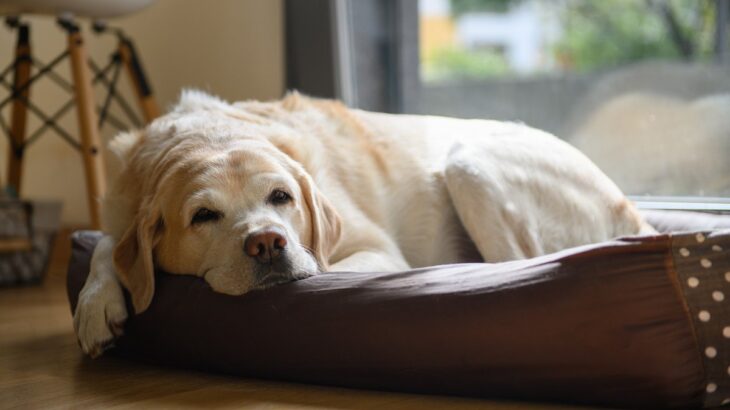 『老犬』になるとできなくなること5つ　愛犬が快適に暮らすために改善すべき環境とは？(ブログ)