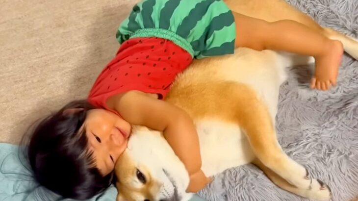 1歳の女の子が『なぜか寂しそうにしている犬たち』に…尊すぎる『まさかの行動』が26万再生「もう本当の兄妹」「幸せをありがとう」と感動(ブログ)