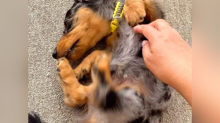 かゆい所があるけど足が届かない犬→代わりに掻いてあげた結果…とんでもなく可愛い『まさかの反応』が18万再生「顔が必死で草」「ツボったｗ」(ブログ)