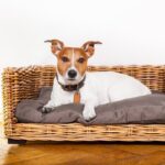 愛犬が快適だと感じるベッドとは？飼い主が知っておくべき『４つのこと』をご紹介(ブログ)