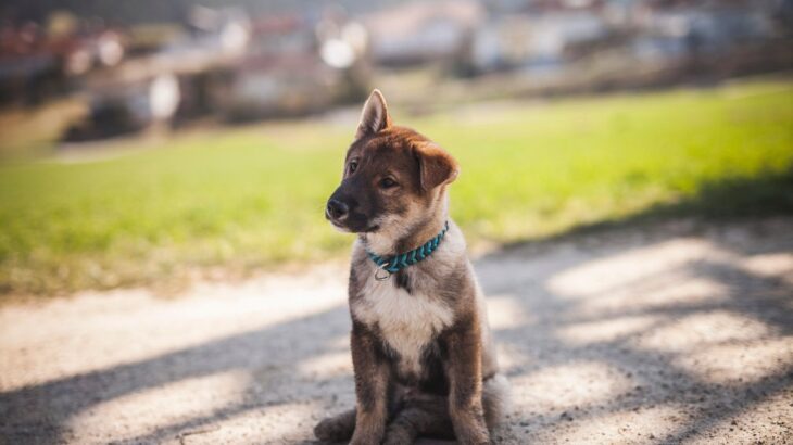 犬が『お姉さん座り』する理由5つ　横座りの原因や注意が必要な症状まで(ブログ)