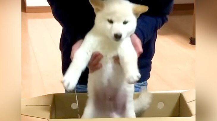 子どもに内緒で『赤ちゃん犬を飼った』結果…箱を開けた瞬間の『尊すぎるリアクション』が379万再生「静かな声で喜ぶの優しい」「愛が伝わる」(ブログ)