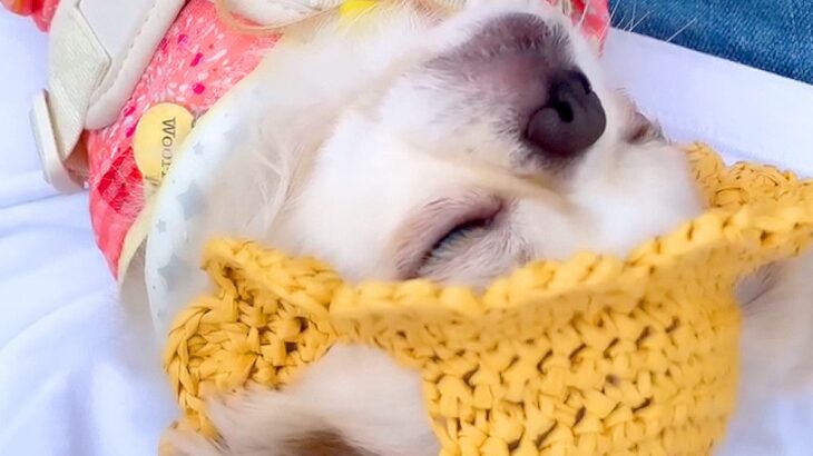 ドッグランで犬が走るかと思っていたら…衝撃的な『信じられないほどマイペースな光景』が話題に「走る気ゼロで草」「外でへそ天ｗ」爆笑の声も(ブログ)