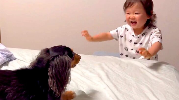 1歳の女の子が『犬と一緒に暮らした』結果…世界一可愛い『わん子ダンス』をする光景に12万いいね「最高の空間」「思わずニヤけた」と悶絶(ブログ)