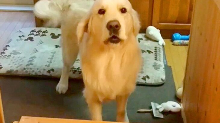 仕事から帰ったら、なぜか愛犬が塩対応…想定外だった『納得の理由』がちょっぴり切ないと1万9000再生「仕方ないｗ」「タイミング悪すぎる」(ブログ)