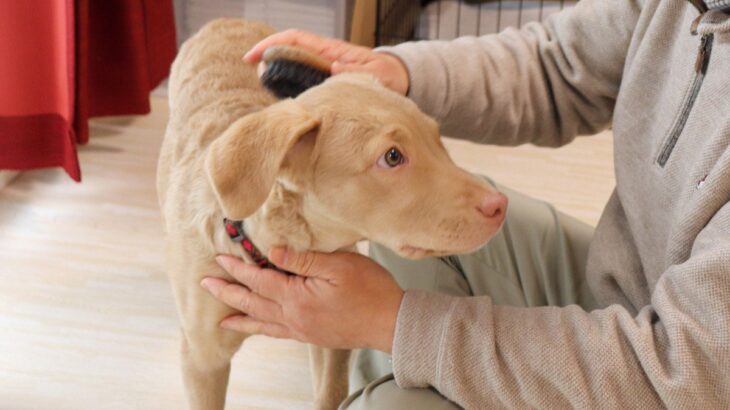 【現役獣医が解説】犬のお手入れについて｜適切な方法やメリット、注意すべきポイントまで(ブログ)