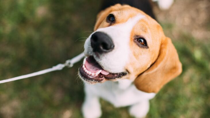 犬にストレスを与える『生活習慣』3つ　愛犬が不快になる理由と飼い主が工夫できる改善策とは(ブログ)