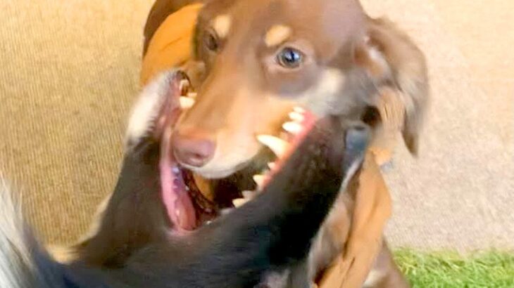 お友達と遊んでいたら、食べられてしまった犬…？まさかの行動に戸惑う様子が可愛すぎると27万再生「喰われとるｗ」「愛情表現が個性的」(ブログ)