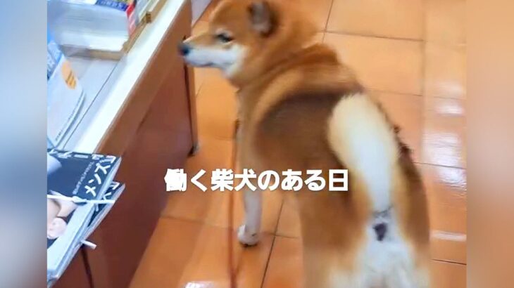 本屋さんで働く看板犬が…ものすごく丁寧な『店内チェック』をする光景が愛おしいと2万再生「現場第一主義で草」「可愛くて笑ったｗ」と絶賛(ブログ)