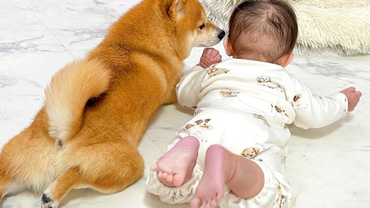 ハイハイ苦戦中の赤ちゃんが『盛大におならをした』結果、犬が…予想外の展開で見せた『100点満点な反応』が33万再生「笑うｗ」「優しい世界」(ブログ)