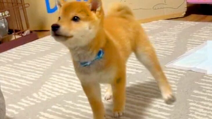 赤ちゃん犬に『集合～！』と声を掛けてみた結果…とんでもなく可愛い『おすわりの仕方』が512万再生「横歩きガチかわいいｗ」「ドリフトで草」(ブログ)
