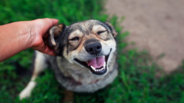 犬が飼い主にみせる『愛してる』サイン4選　愛犬と相思相愛になるためにすべきことまで(ブログ)