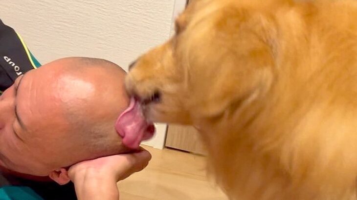 『スキンヘッド頭を舐めたい大型犬』と『嫌がる父』の攻防戦…執着心が面白すぎると214万再生「カツラ被るしかないｗ」「強めの重い愛」と爆笑(ブログ)