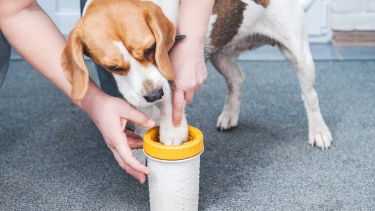犬の散歩後『正しいお手入れ』5選　足裏の汚れはどうするべき？毎回洗った方がいいの？(ブログ)