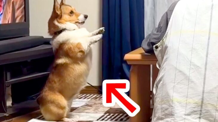 『どうしてもお母さんに構ってほしい』と犬が努力をした結果…『思った以上に頑張る光景』が71万再生「天国か？」「幸せ空間」と絶賛(ブログ)
