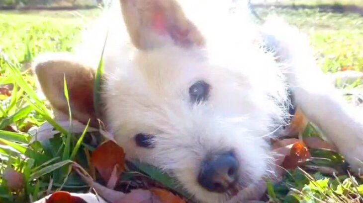 道で倒れていた『ボロボロの老犬』を保護し、育てた結果…涙が止まらない『1年3ヶ月と8日の記録』が55万再生「泣いた」「本当に良かった」(ブログ)