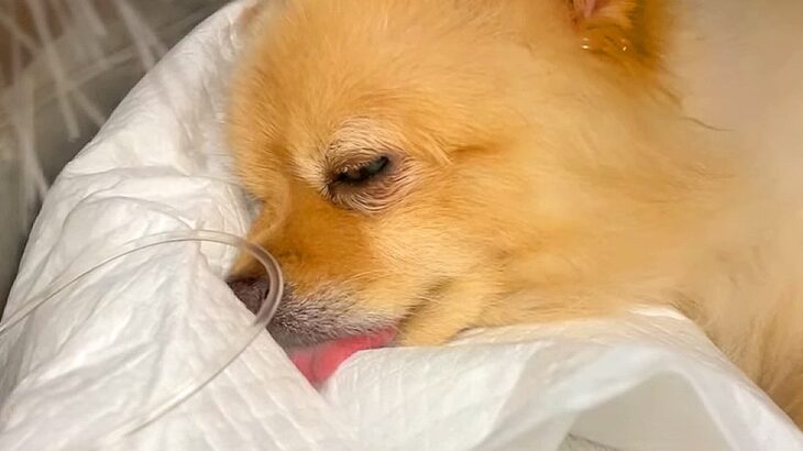 『命は助かっても、歩けなくなる』と獣医に言われた犬…病気と闘った『1ヶ月間の記録』と結末に涙が止まらないと135万再生「泣いた」「感動」(ブログ)