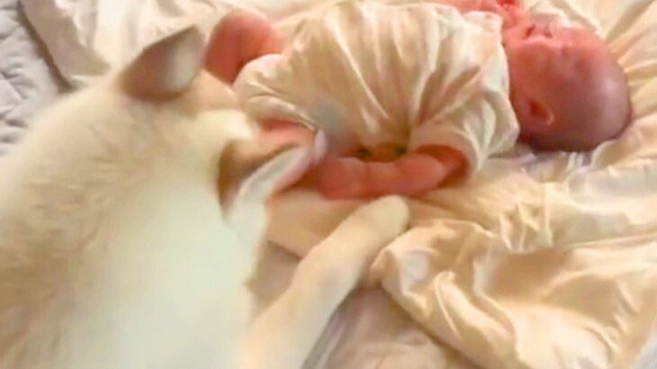 赤ちゃんが『ミルク待ちで大号泣』していたら、大型犬が…想定外だった『あやしてくれる光景』が198万再生「いい子すぎる」「泣いちゃう…」(ブログ)