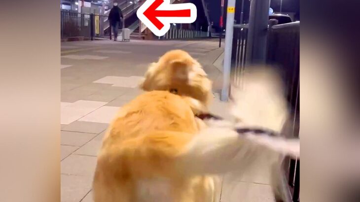 『パパと2週間ぶりの再会』を果たしたら、大型犬が…永遠に見ていたい『最高の熱烈歓迎』が14万再生「しっぽフリフリ全開すぎる」「たまらん」(ブログ)