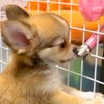 犬が留守番で寂しがらないよう『2匹目のワンコ』を飼った結果、逆効果に…試行錯誤を続けた結果が感動的だと36万再生「素敵すぎる家族」と賞賛(ブログ)